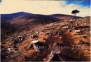 Deforestation in Ireland